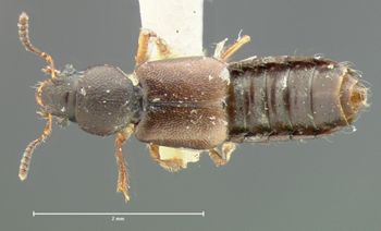 Media type: image;   Entomology 6542 Aspect: habitus dorsal view